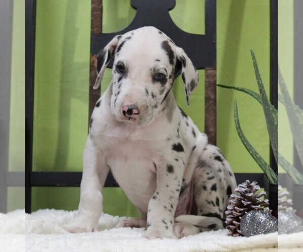 Medium Photo #3 Great Dane Puppy For Sale in LITITZ, PA, USA