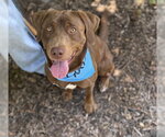 Small Labrador Retriever Mix