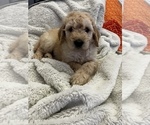 Small Photo #11 Goldendoodle Puppy For Sale in SAINT LOUIS, MO, USA