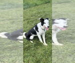 Small #4 Border Collie