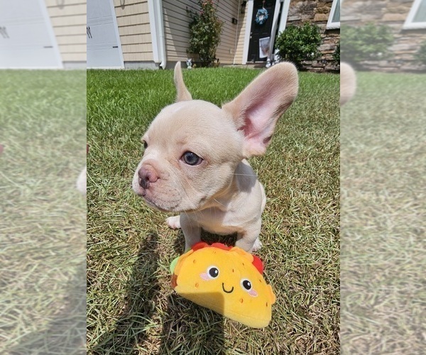 Medium Photo #3 French Bulldog Puppy For Sale in OCEAN ISLE BEACH, NC, USA