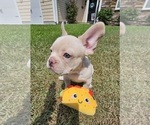 Small #2 French Bulldog