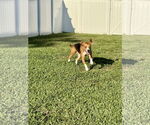 Small #1 Beagle