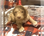 Small Photo #10 Goldendoodle Puppy For Sale in FRANKLINTON, LA, USA