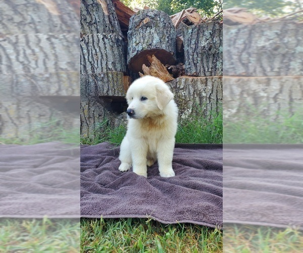Medium Photo #1 Great Pyrenees Puppy For Sale in WATTS, OK, USA