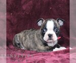 Small Boston Terrier
