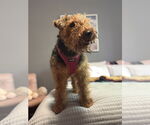 Small #1 Welsh Terrier