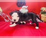 Puppy Puppy 6 American Pit Bull Terrier
