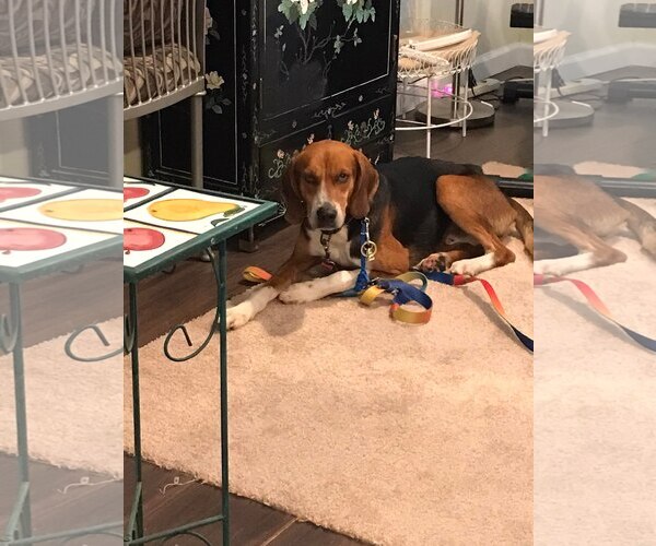 Medium Photo #8 Mutt Puppy For Sale in Woodbury, NY, USA