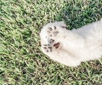 Small Photo #13 Great Pyrenees Puppy For Sale in MCALLEN, TX, USA