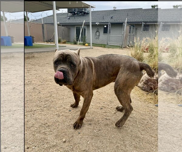 Medium Photo #5 Mutt Puppy For Sale in Goodyear, AZ, USA