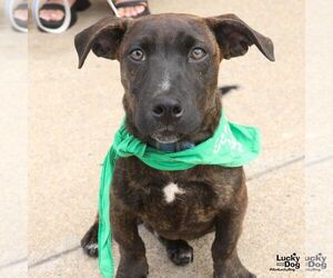 Orzo - Male Dachshund-Pointer Mix Dog for Adoption - Photo #3