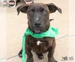 Small Photo #3 Dachshund-Pointer Mix Puppy For Sale in Washington, DC, USA