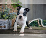 Small Photo #7 Boston Terrier Puppy For Sale in MILLERSBURG, OH, USA