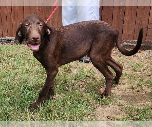 Medium Photo #5 Labrador Retriever-Unknown Mix Puppy For Sale in Wetumpka, AL, USA