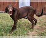 Small #4 Labrador Retriever Mix