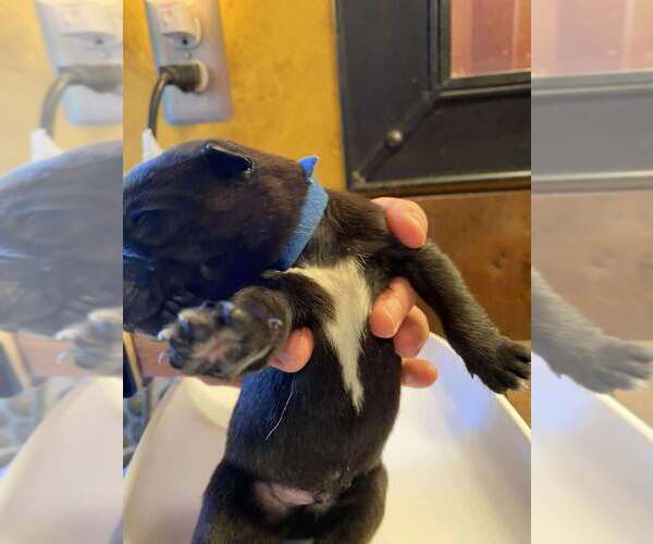 Medium Photo #3 Mutt Puppy For Sale in Imlay City, MI, USA