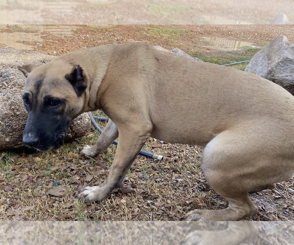Medium Photo #9 Presa Canario Puppy For Sale in MESA, AZ, USA