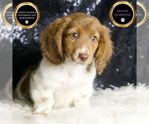 Dachshund Puppy for sale in WARSAW, IN, USA