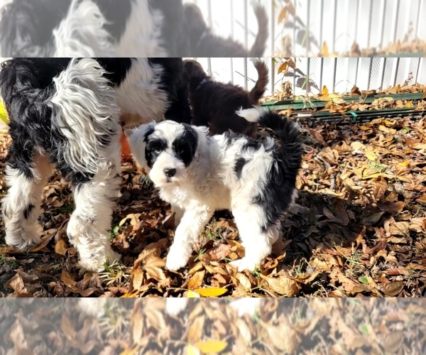 Medium Photo #5 Portuguese Water Dog Puppy For Sale in MURFREESBORO, TN, USA
