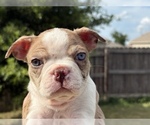 Small Photo #5 Boston Terrier Puppy For Sale in BROKEN ARROW, OK, USA