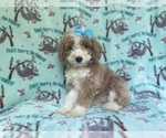Small #2 Cockapoo