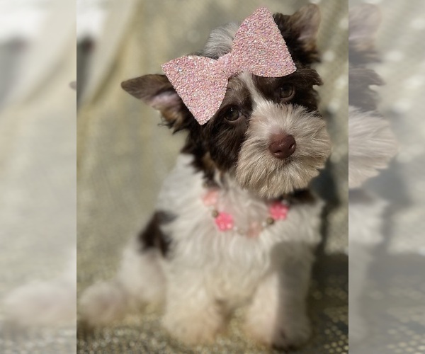 Medium Photo #9 Yorkshire Terrier Puppy For Sale in MIAMI, FL, USA