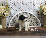Small #11 Cavapoo