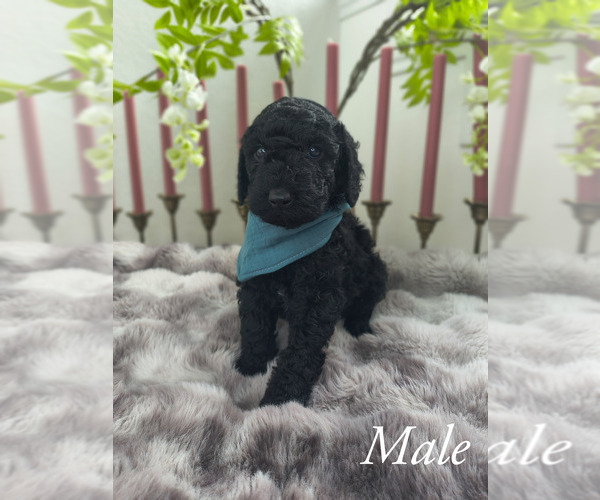 Medium Photo #6 Goldendoodle Puppy For Sale in CONROE, TX, USA