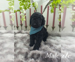 Small #5 Goldendoodle