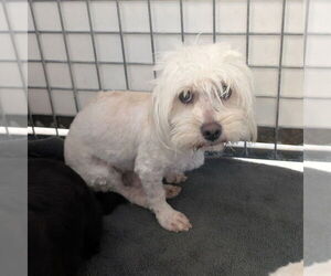 Poodle (Miniature)-Unknown Mix Dogs for adoption in Chico, CA, USA