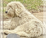Small Photo #33 Bernedoodle Puppy For Sale in WALNUT GROVE, MO, USA