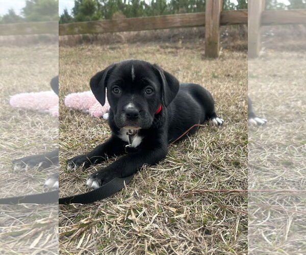 Medium Photo #2 Mutt Puppy For Sale in Tarrytown, GA, USA