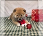 Small Photo #2 Shiba Inu Puppy For Sale in FULTON, MO, USA