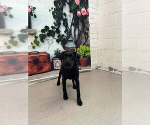 Chihuahua-Unknown Mix Dogs for adoption in San Bernardino, CA, USA