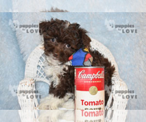 Australian Shepherd-Poodle (Toy) Mix Puppy for sale in SANGER, TX, USA