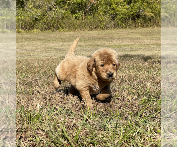 Medium Photo #8 Goldendoodle Puppy For Sale in WILLIS, TX, USA