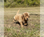 Small Photo #8 Goldendoodle Puppy For Sale in WILLIS, TX, USA