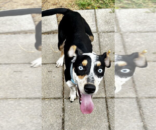 Medium Photo #3 Catahoula Leopard Dog-Unknown Mix Puppy For Sale in Boston, MA, USA