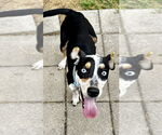Small #2 Catahoula Leopard Dog Mix