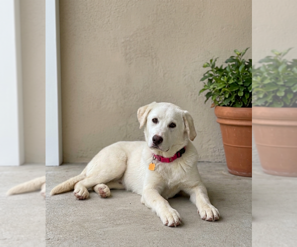 Medium Photo #1 Labrenees Puppy For Sale in Genesee, WI, USA