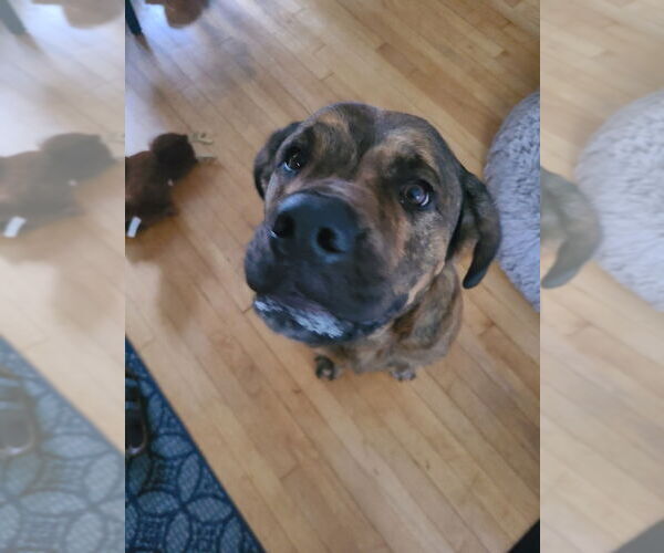 Medium Photo #4 Labrottie Puppy For Sale in Minneapolis, MN, USA