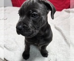 Small Cane Corso