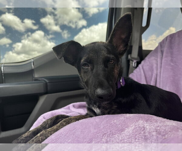 Medium Photo #2 Holland Shepherd-Unknown Mix Puppy For Sale in Imlay City, MI, USA