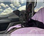 Small #1 Holland Shepherd Mix