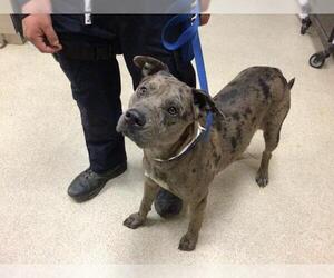 Mutt Dogs for adoption in Riverside, CA, USA