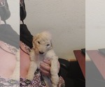 Small Photo #50 Bordoodle Puppy For Sale in COPPERAS COVE, TX, USA