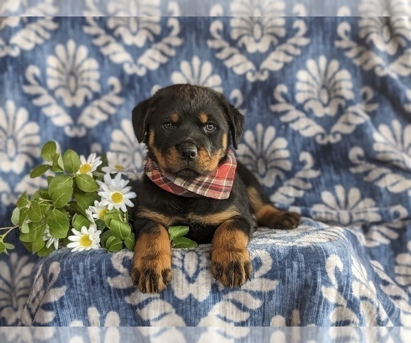 Medium Photo #6 Rottweiler Puppy For Sale in CHRISTIANA, PA, USA