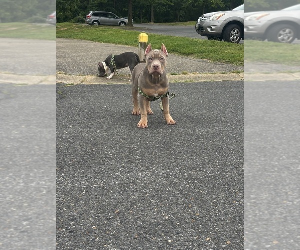 Medium Photo #3 American Bully Puppy For Sale in SEVERN, MD, USA
