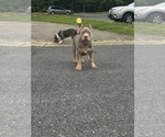 Small #2 American Bully